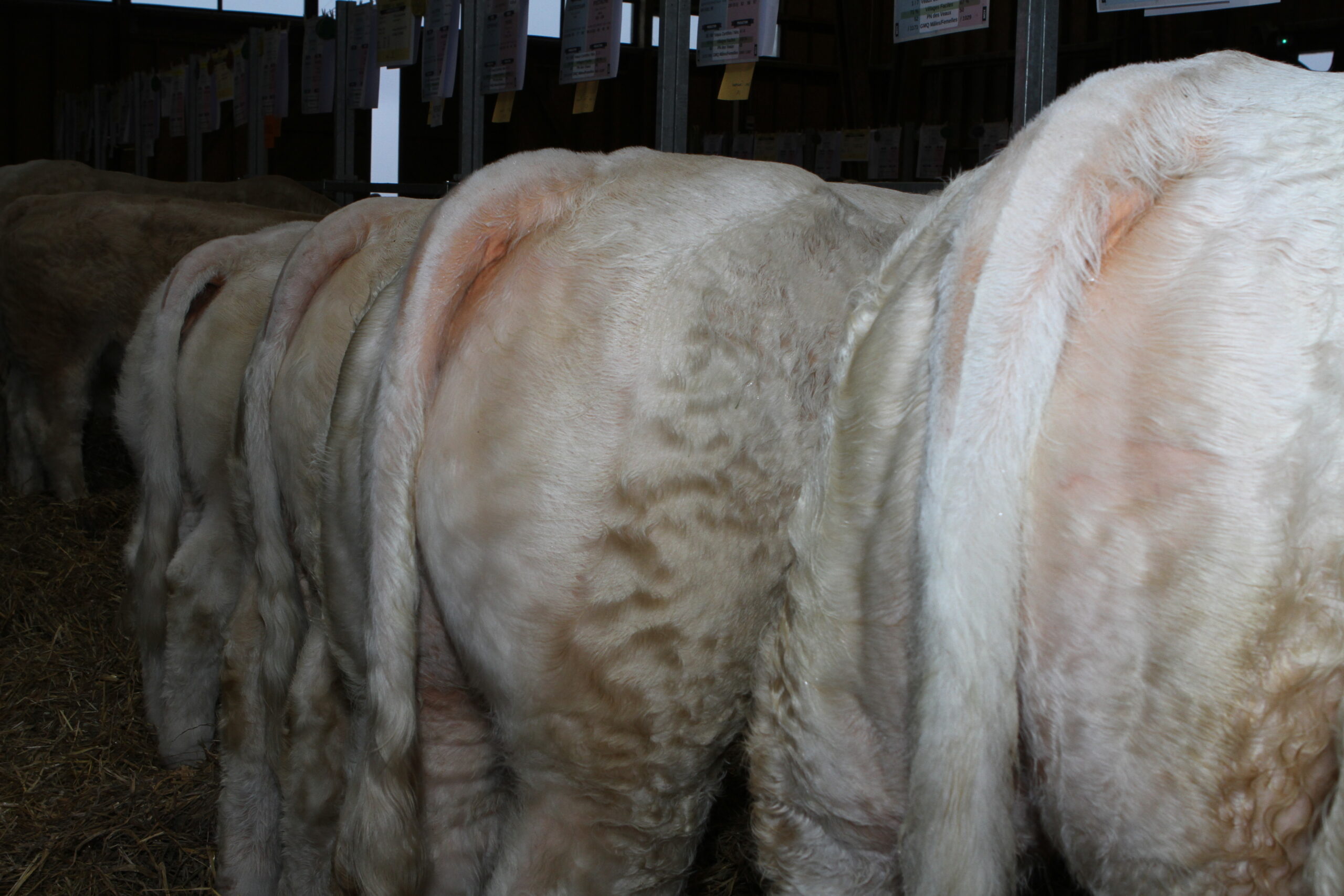 culotte concours charolais pays de saint-eloy